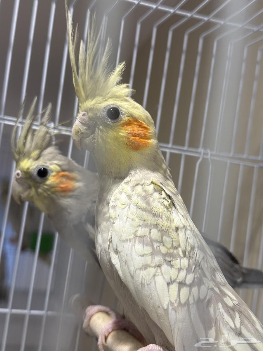 Crowns64568811224961110