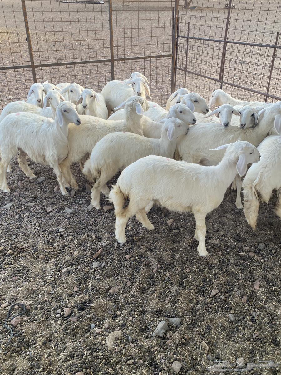 رخال مقنوي تم البيع64564102457473113