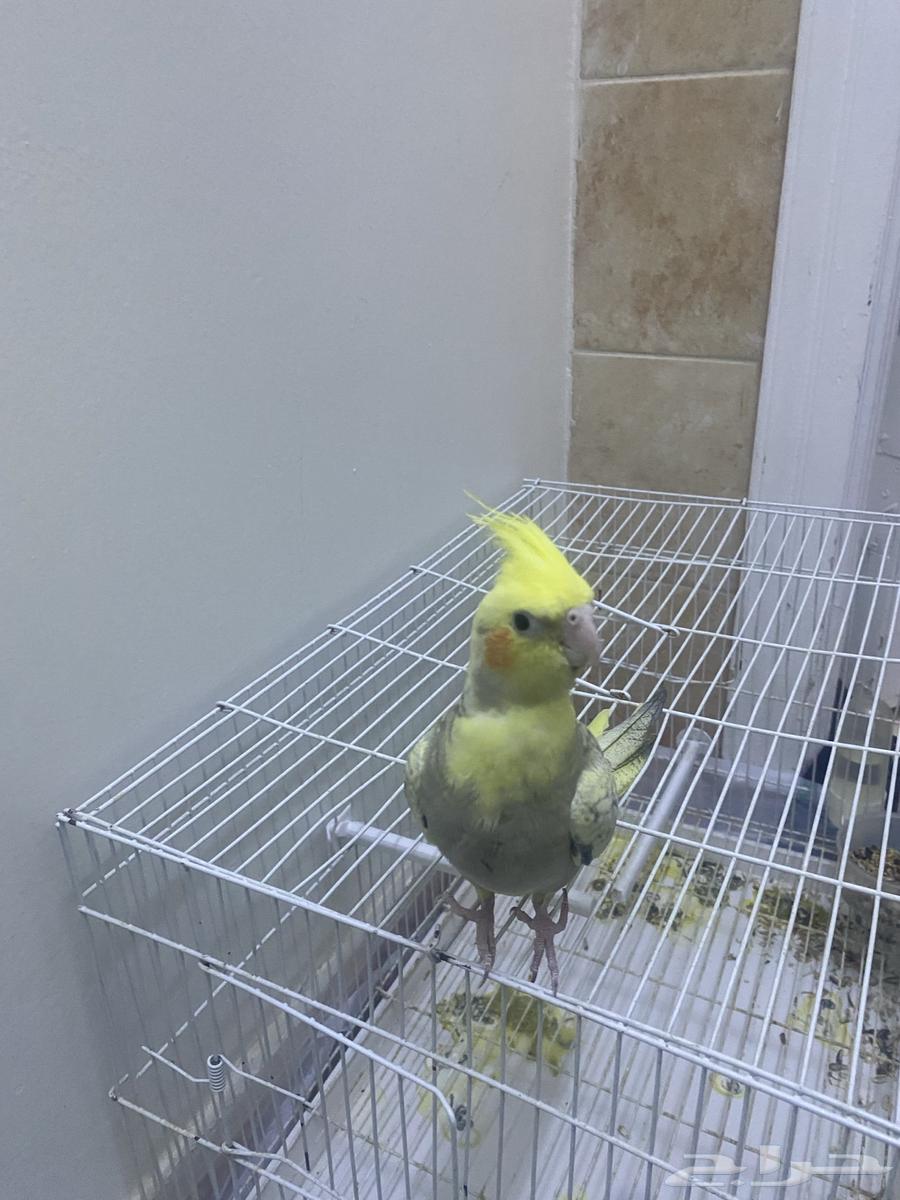 كروان للبيع64568797708035110