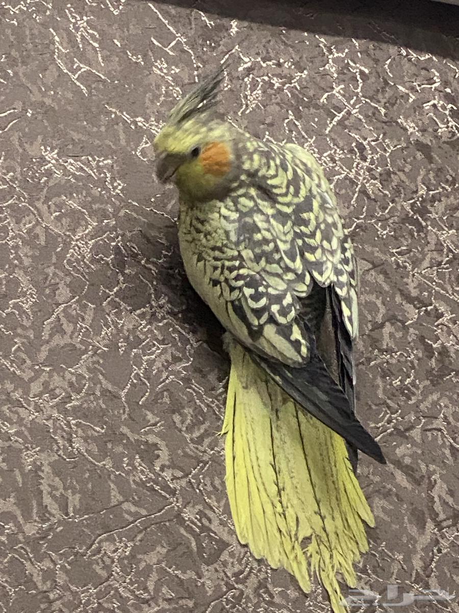 حيوانات بغبغاء كارون فراشة300 ريال64570669156994112