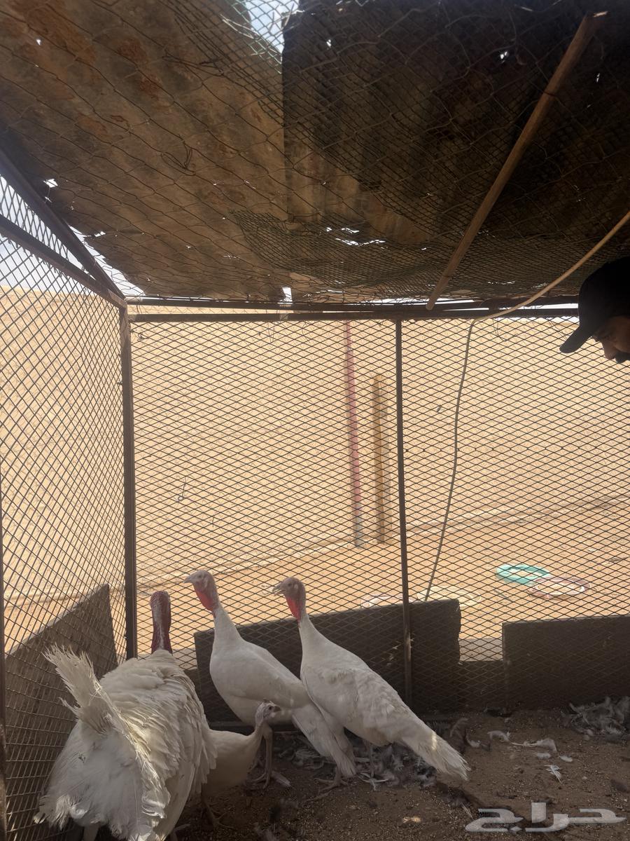 طقم رومي للبيع 3حبات64565870303491112