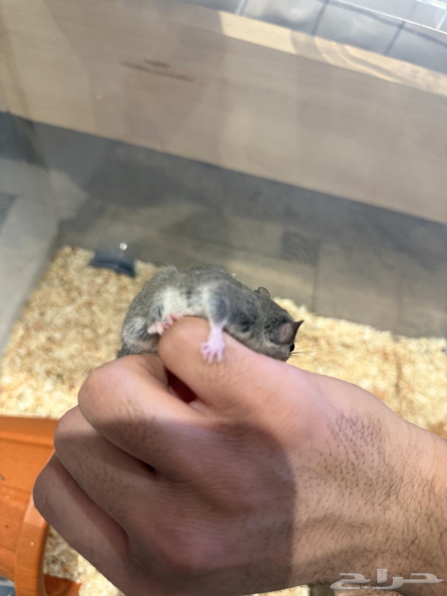 Dwarf squirrel pair for sale64565814704643111