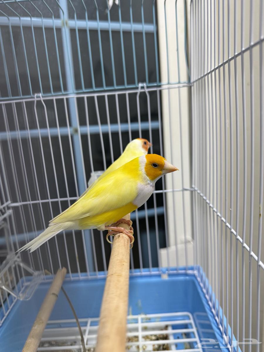 زوج قولدن فنش اصفر وجه برتقالي64563660693379110