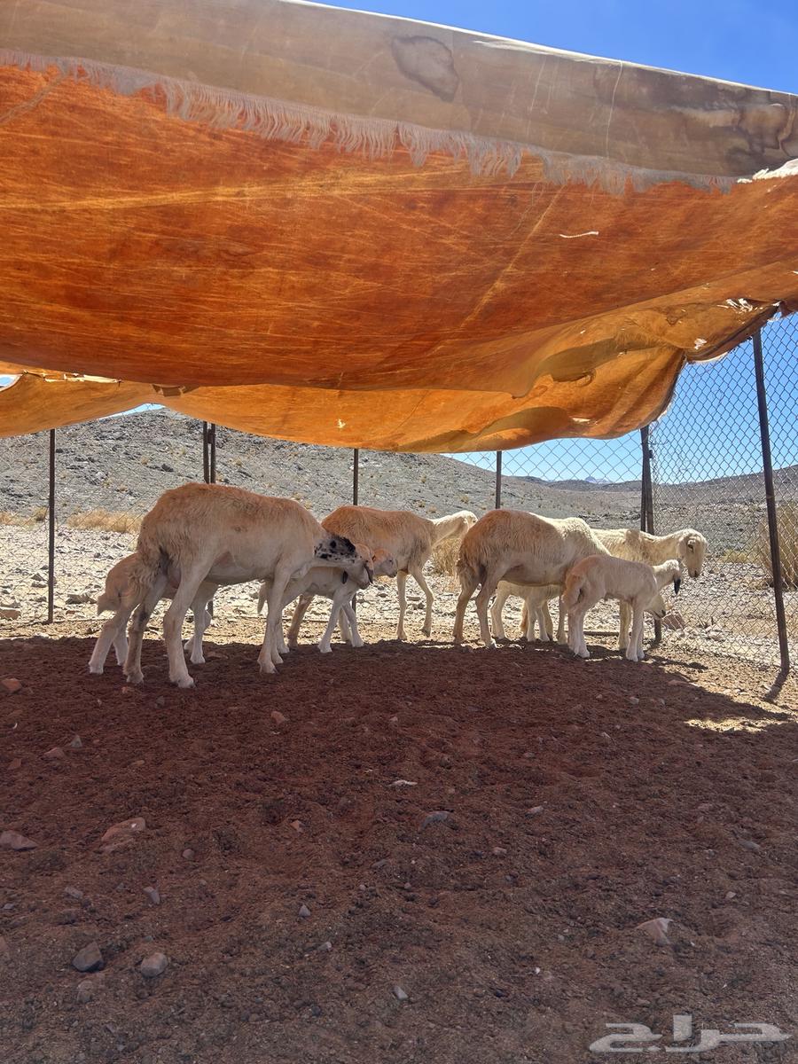 Sheep for sale, lambs64565925728897110