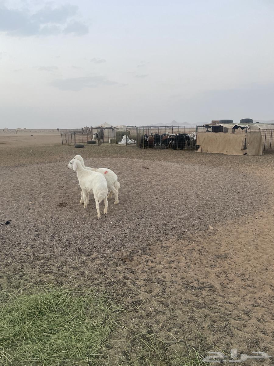 خرفان حريات (( تم البيع ))64568673995777111