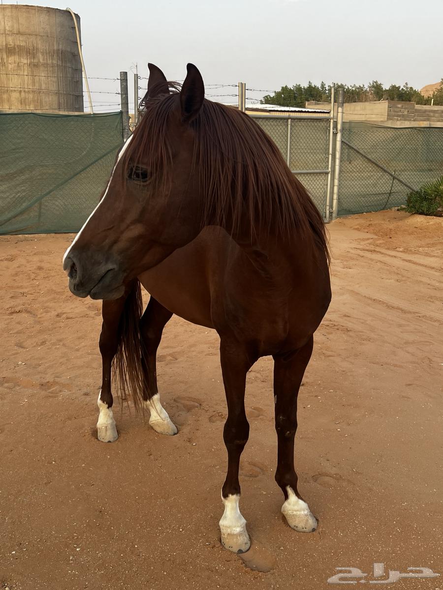 حصان للبيع64459806474754112
