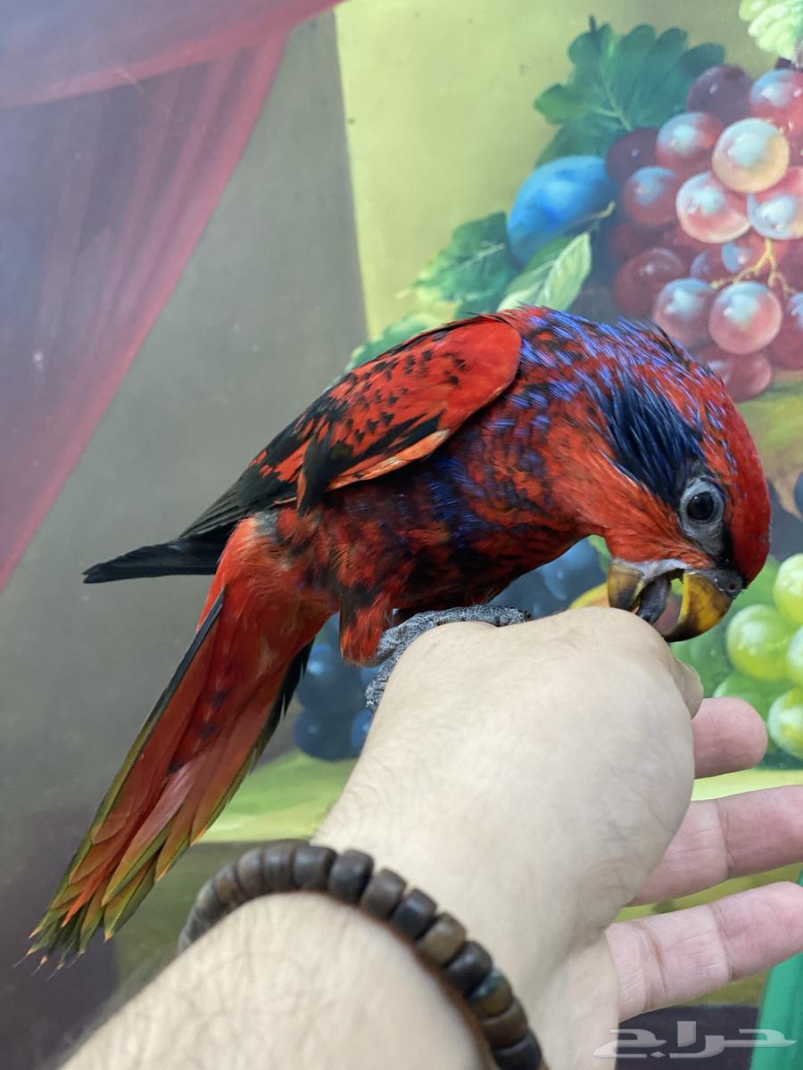 تم البيع فرخ لوري64563563817730110