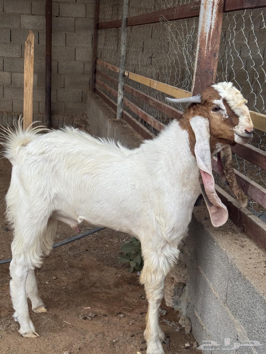 تيس جذع للبيع64568423435521112