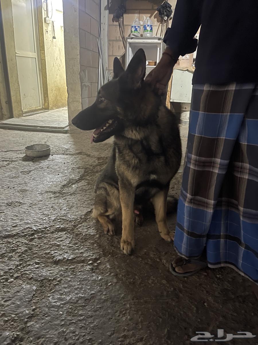 جيرمن شيبرد سيبل ذكر مستوه عالي64565842308609110