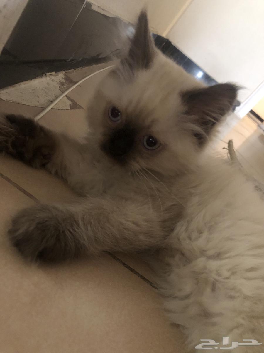 قطط هملايا للبيع64566479368835112