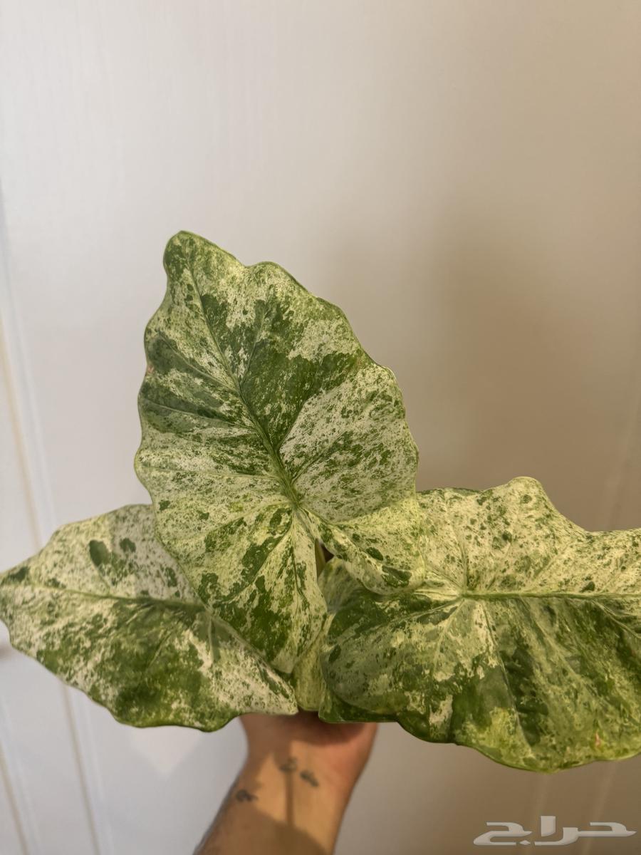 نبات الوكاسيا64565856391042113