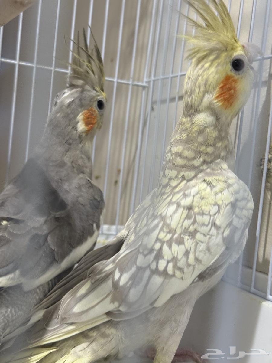 Crowns64568811224961112