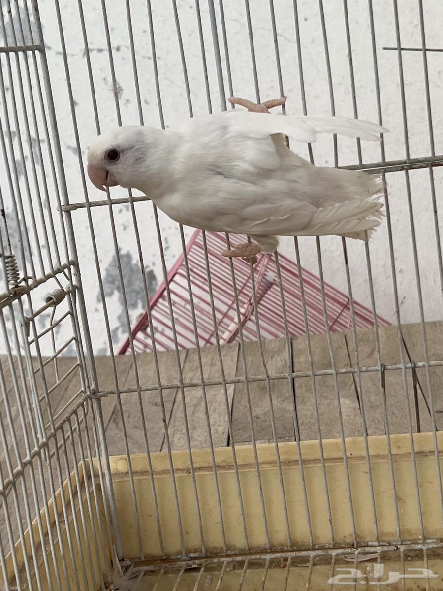 طيور روز للبيع (البينو   باليد اوبلاين)64564268237825113