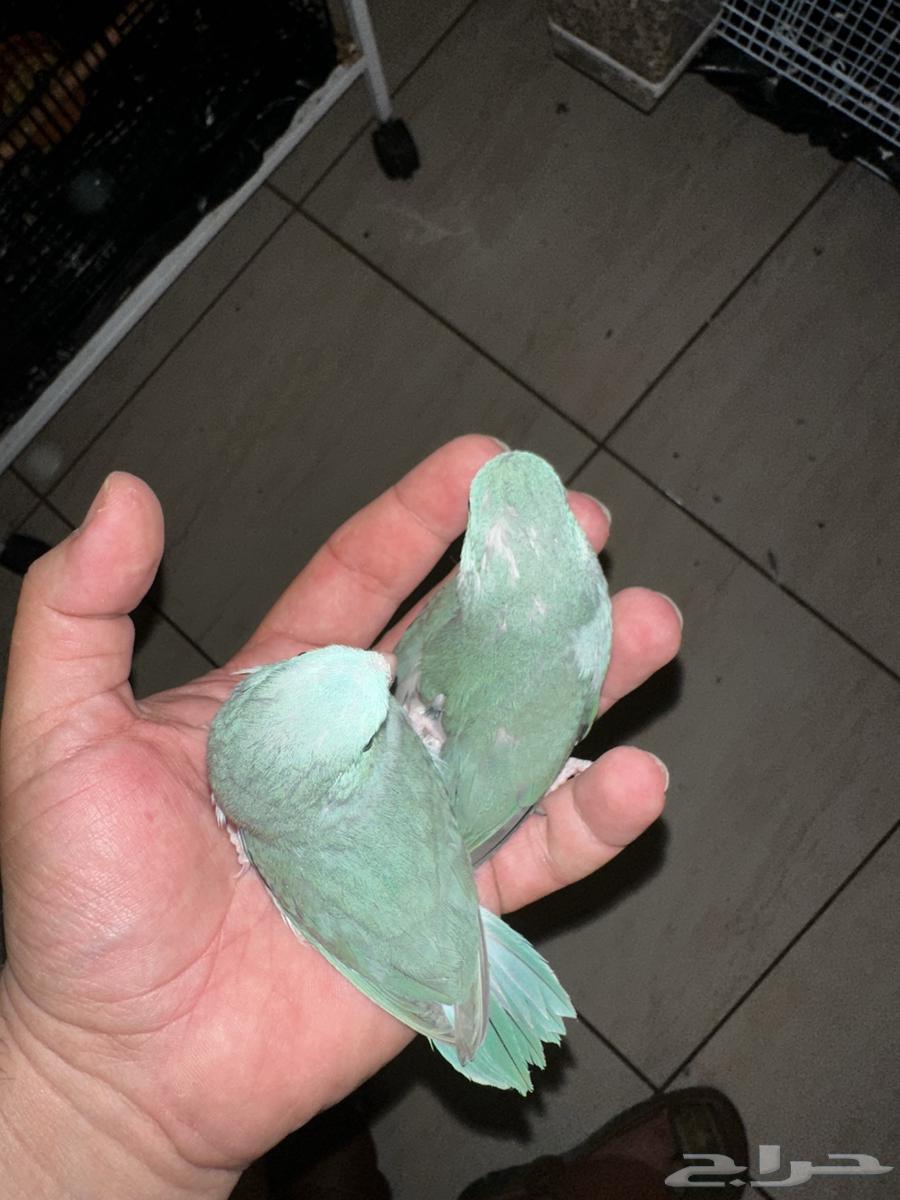 للبيع مني روز فراخه واجواز64567114997762112