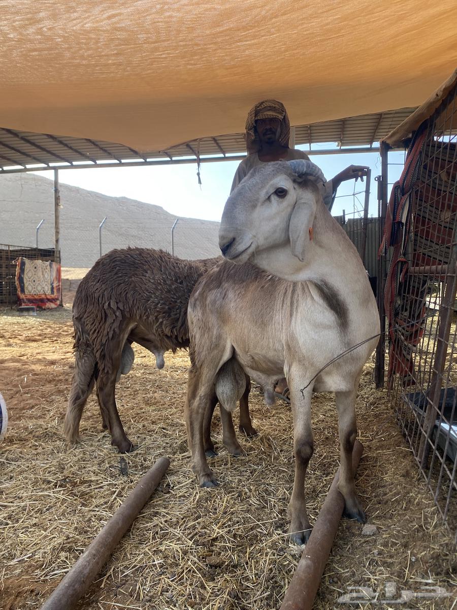 Hamriat Jutha'an for sale64563923121539111