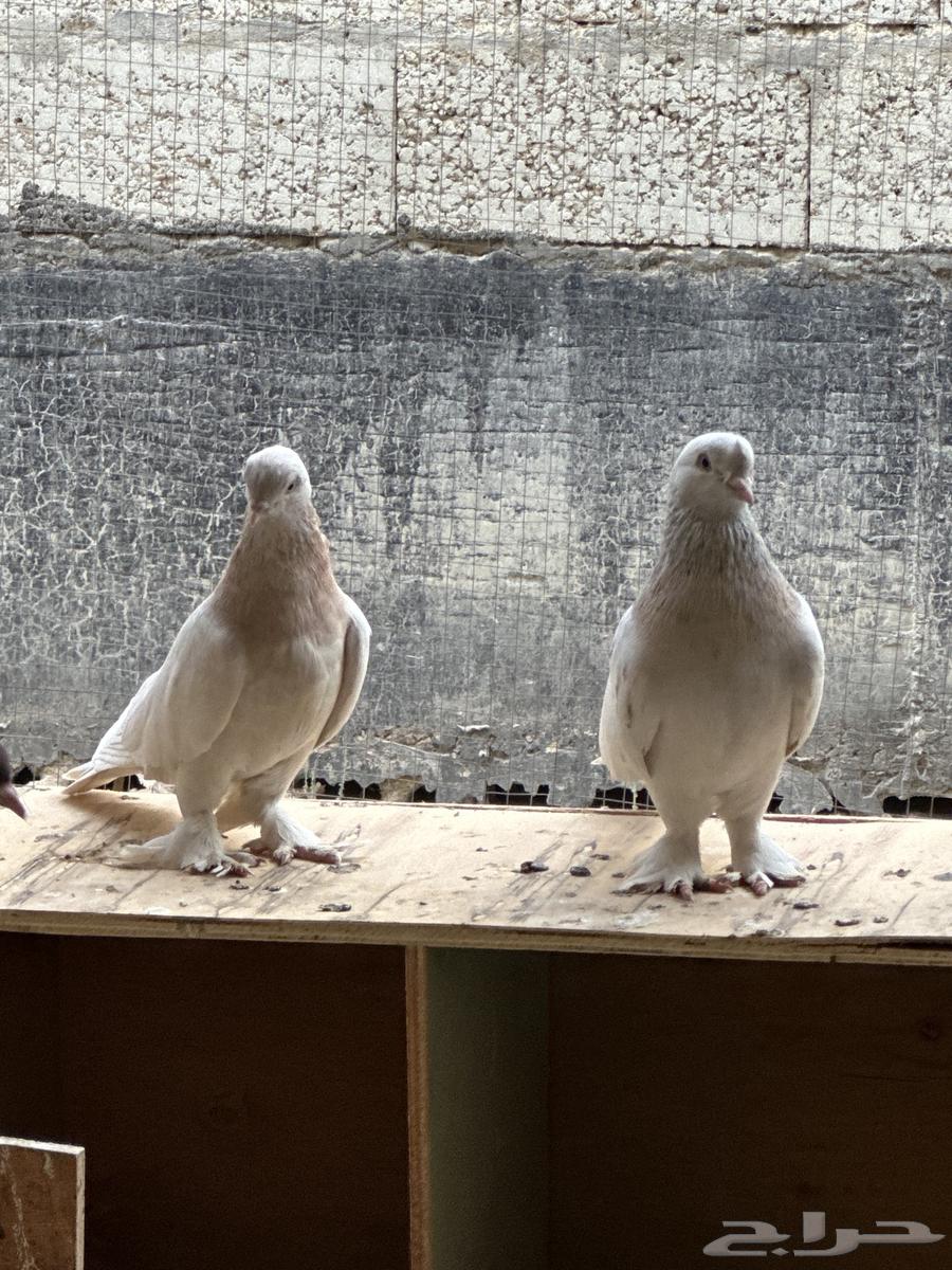 Pigeons64567725278210111