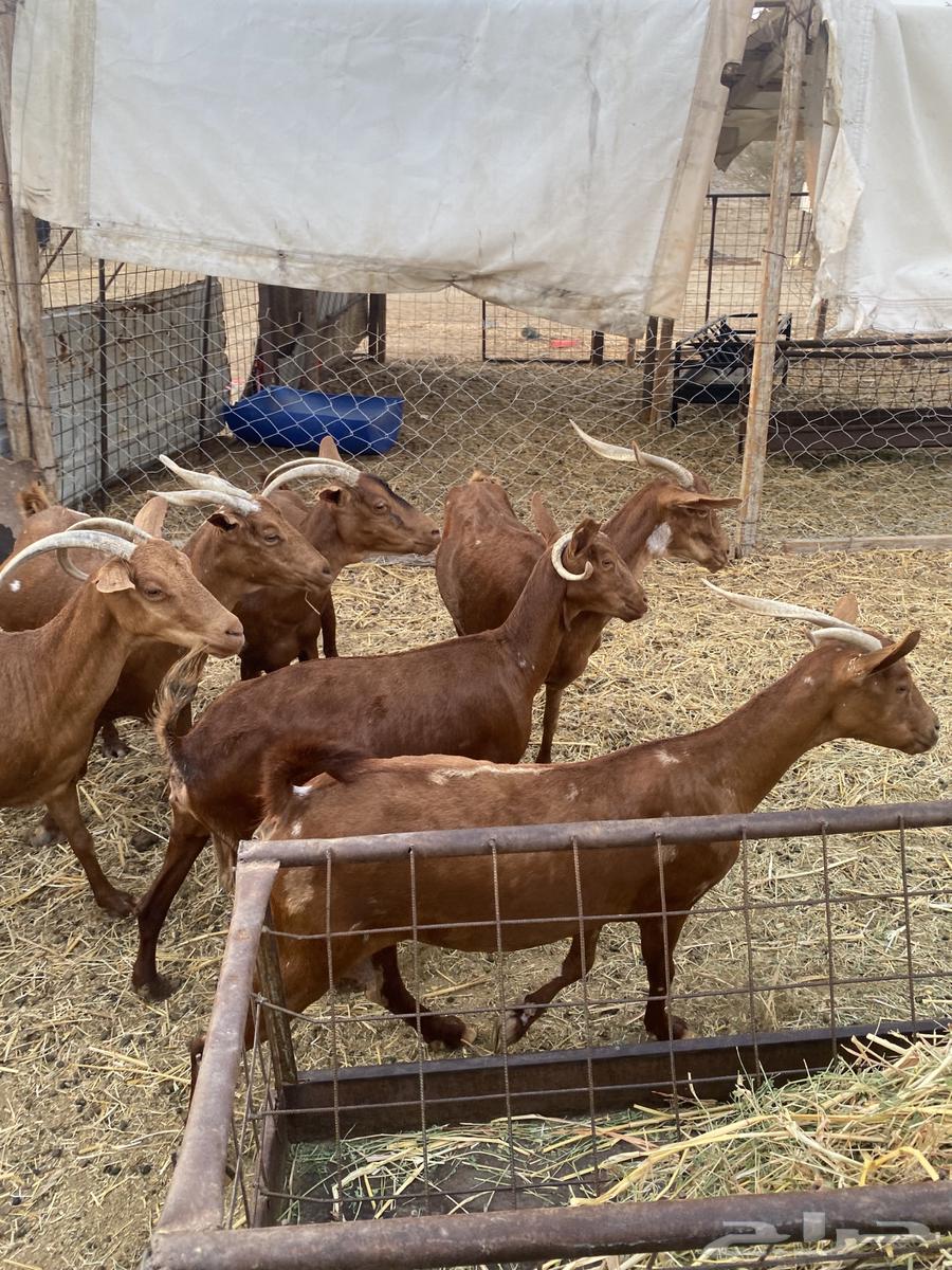 محايلات دهم دفيع64566755733506113