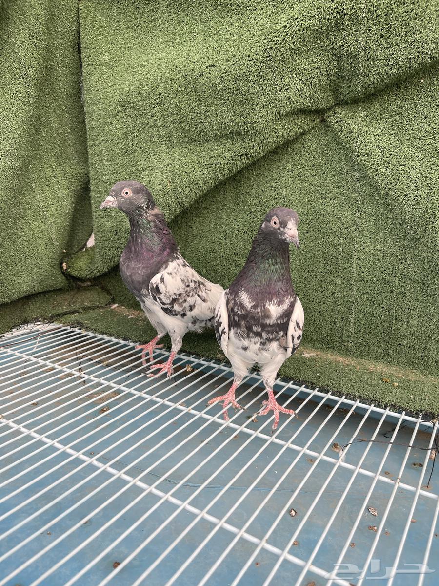 حمام باكستاني للبيع64568362131969112