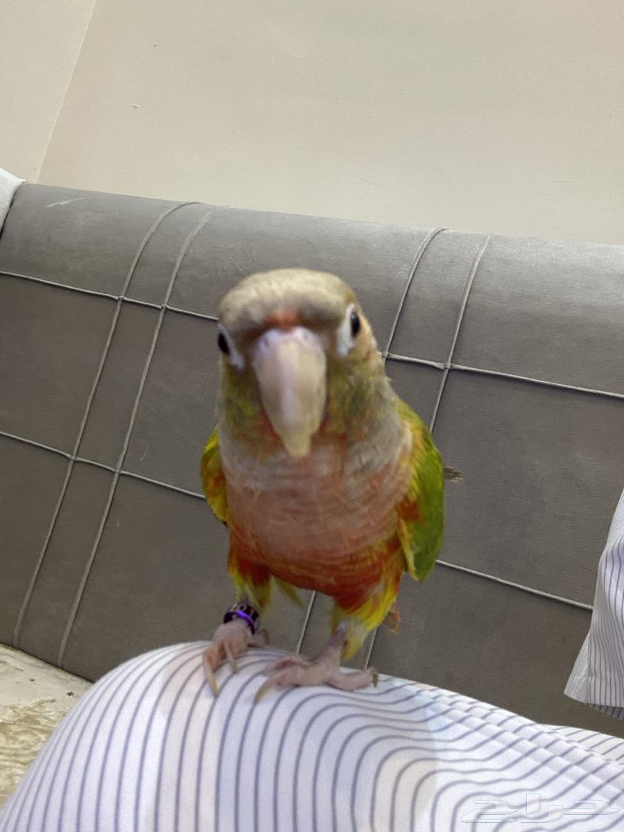 كنيور أناناسي هادئ وأليف للبيع(على السوم)64567600563330113