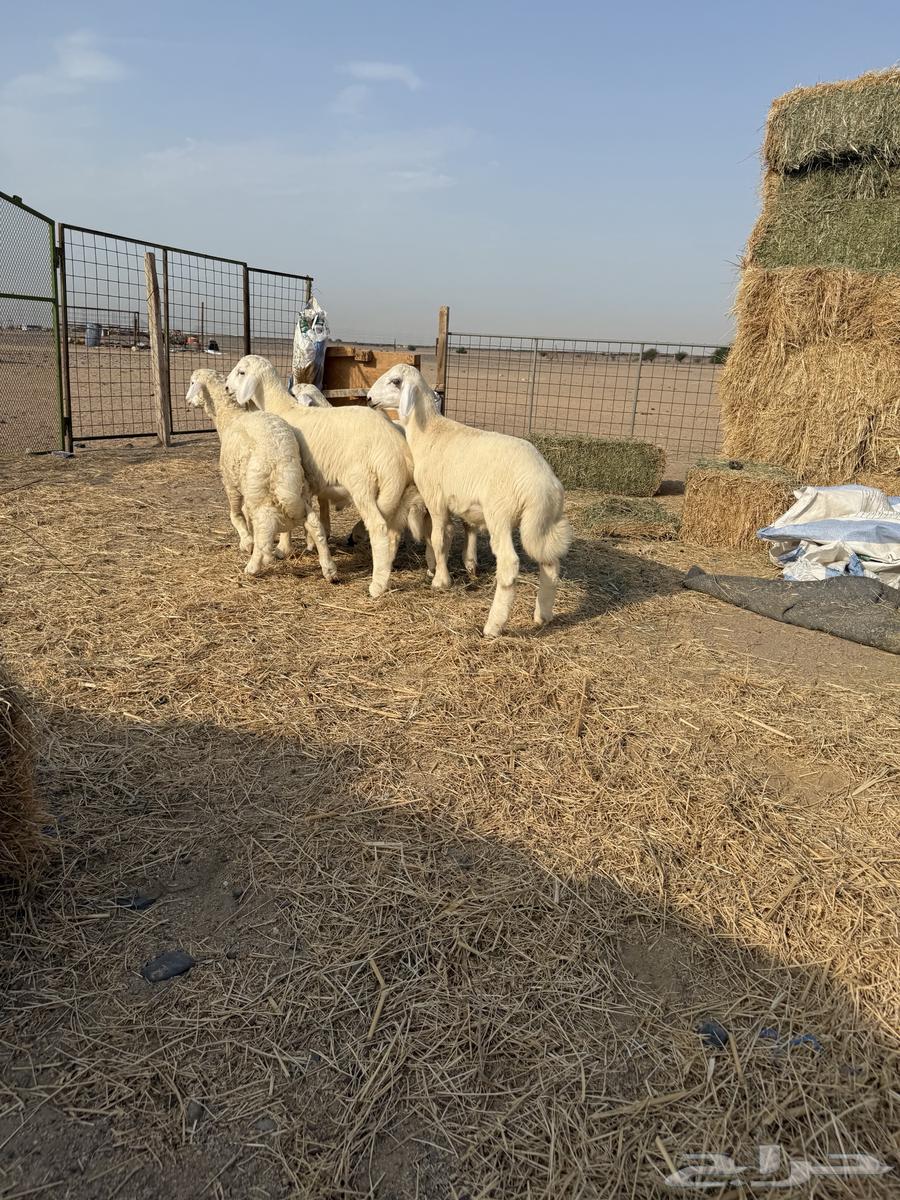 طليان لباني تم البيع64564504326913113