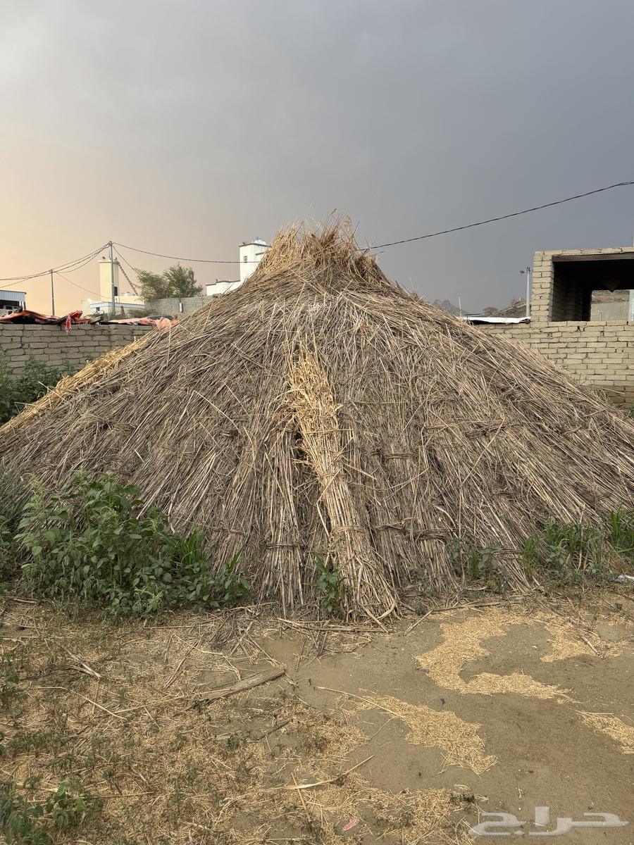 علف ذره بيضاء64568423478913113