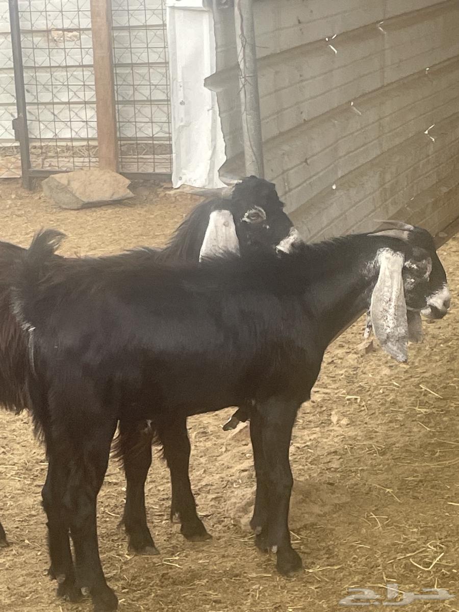 Local goats for sale, free with slaughter and delivery64565925674754112