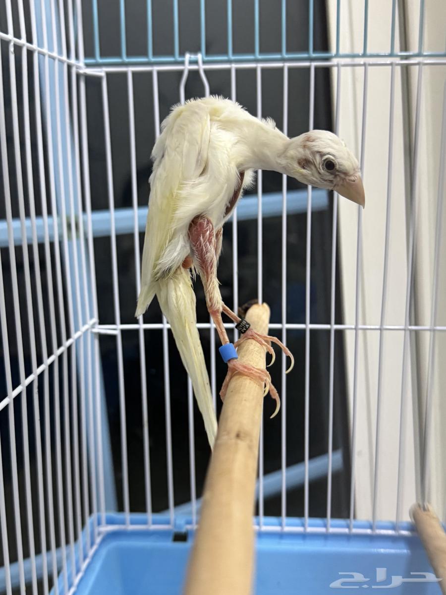 فحل كناري جيبوسو الاسباني  ابيض صافي64496654134530110