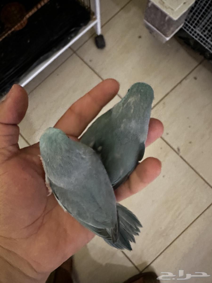 للبيع مني روز فراخه واجواز64567114997762110