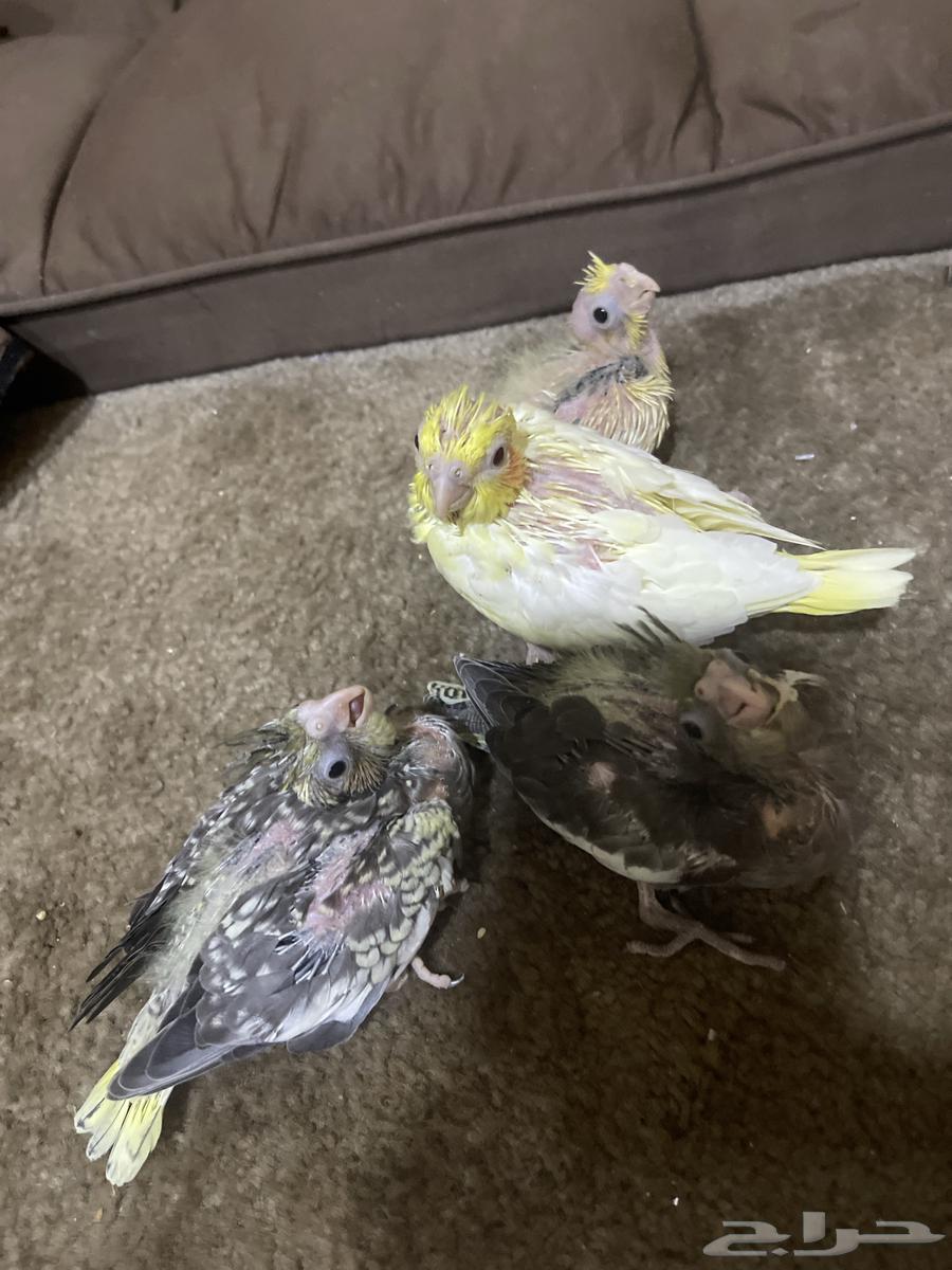 فراخة كروان ( تم البيع )64569671406723111