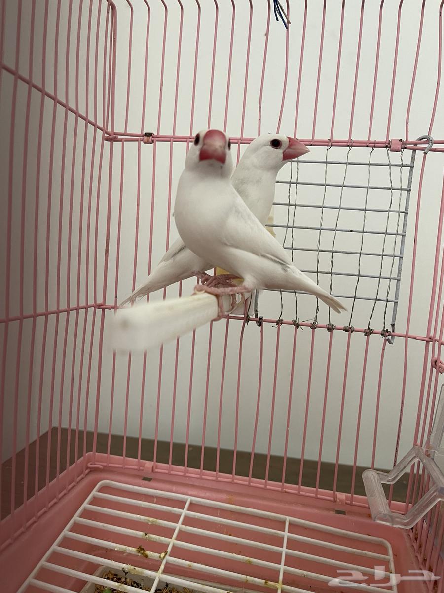 جوز جاوا البينو فاخر64516964390403113