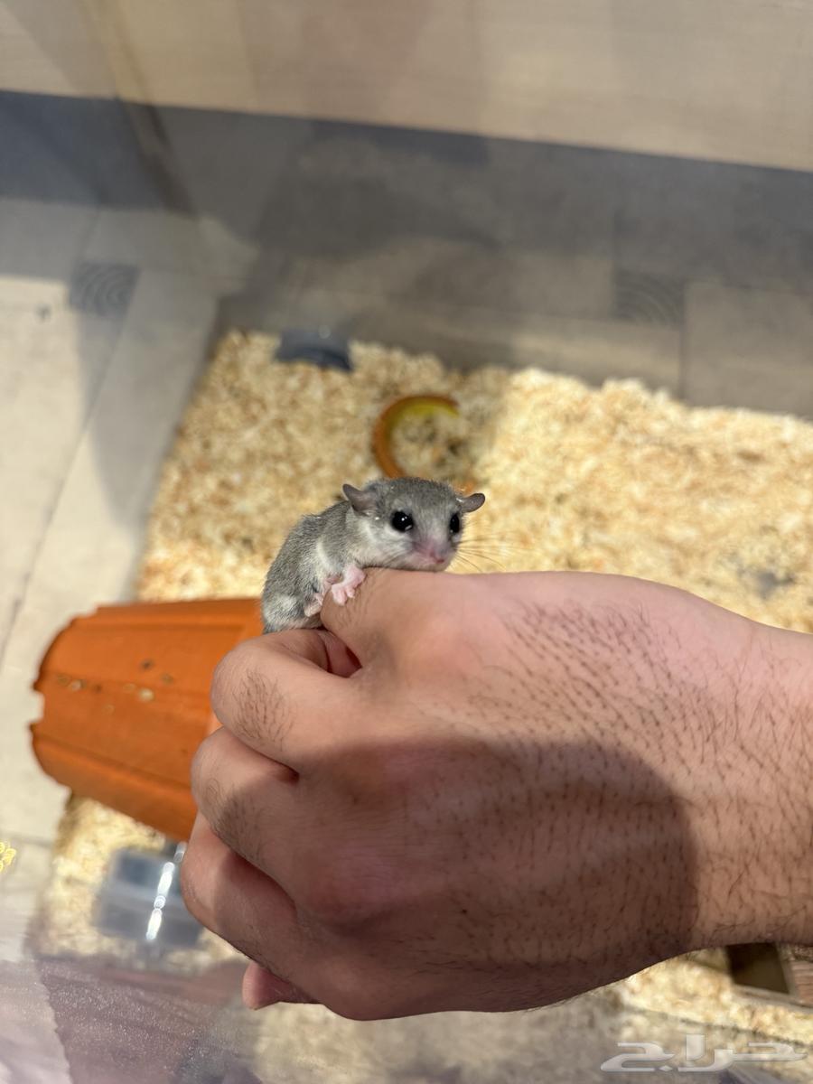 Dwarf squirrel pair for sale64565814704643113