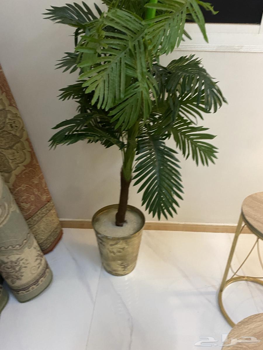 شجرة بلاستيك64571106604802110