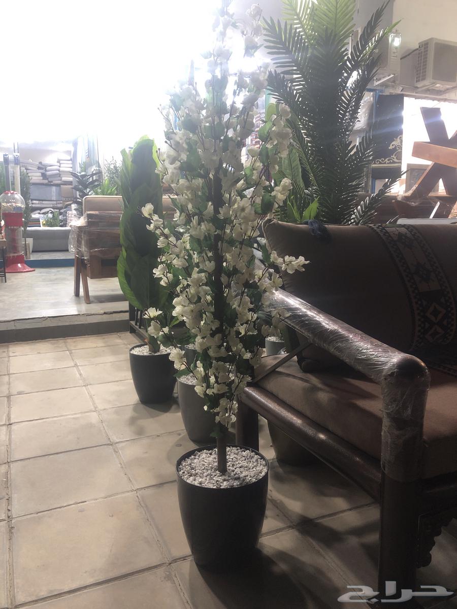 يوجد شجرة الزيتون موديلات جديد يوجد صغير64570996907395110