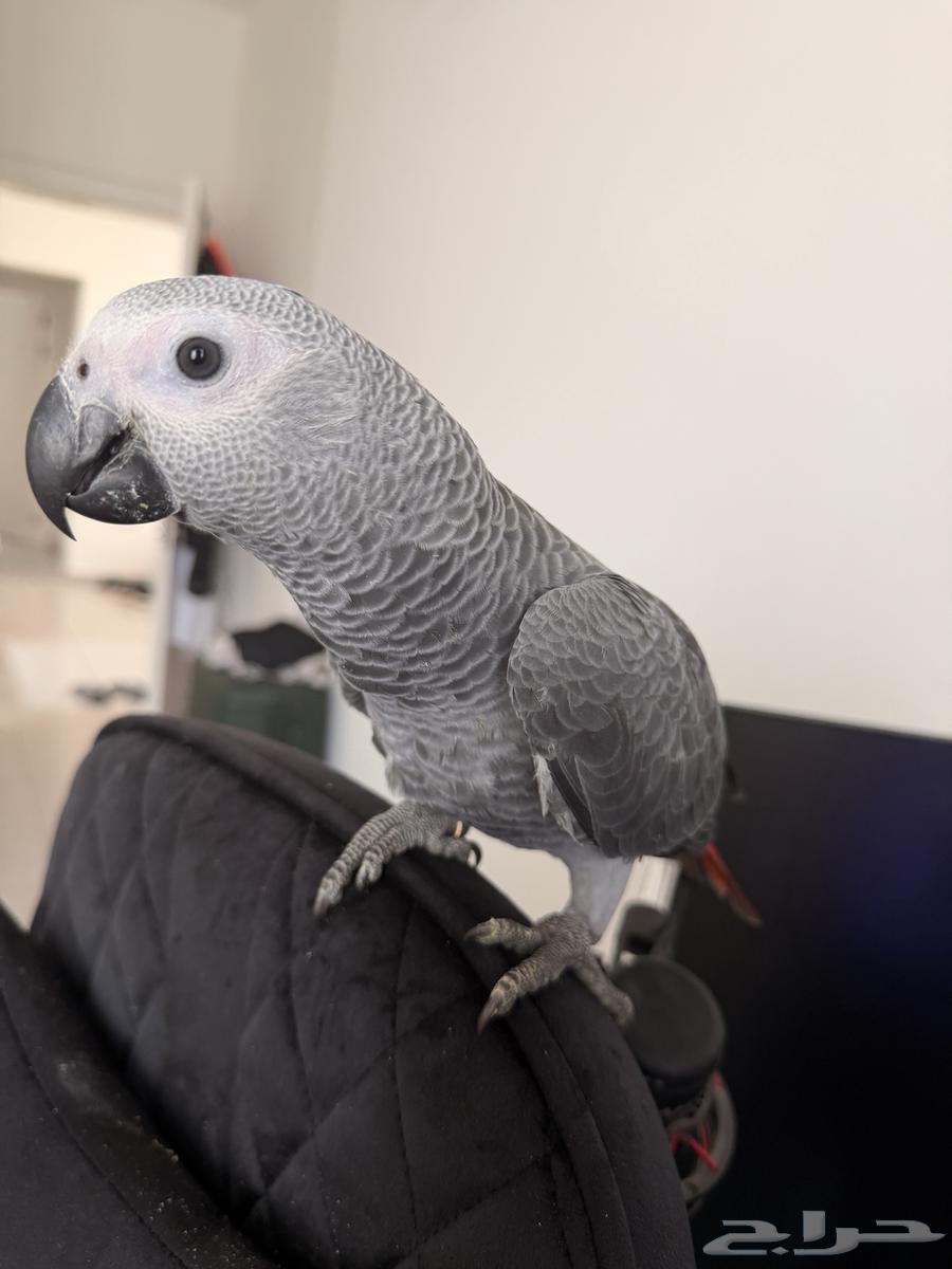 ببغاء كاسكو للبيع على السوم64565255912963110