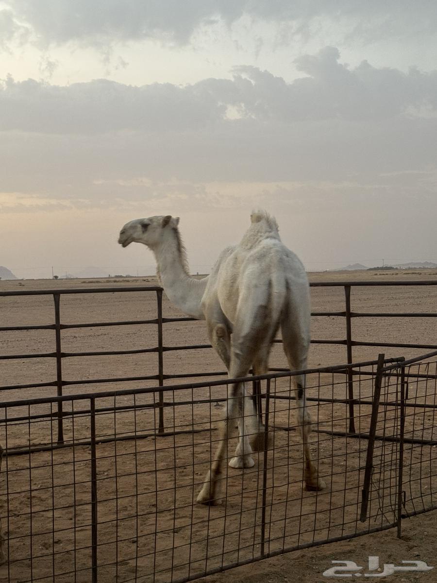 للبيع قعود طيب64568797626241111