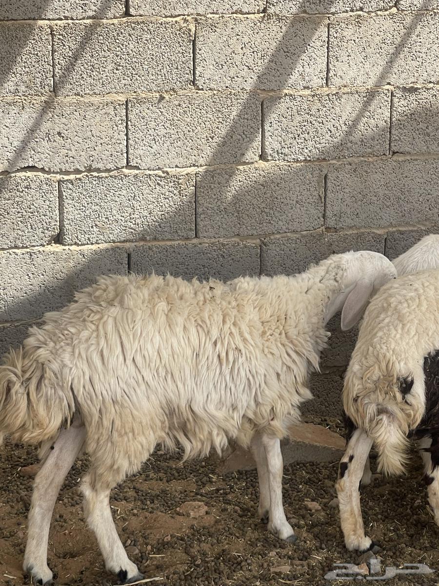 حرية متبع السن ثنيه بكر64564963724801113