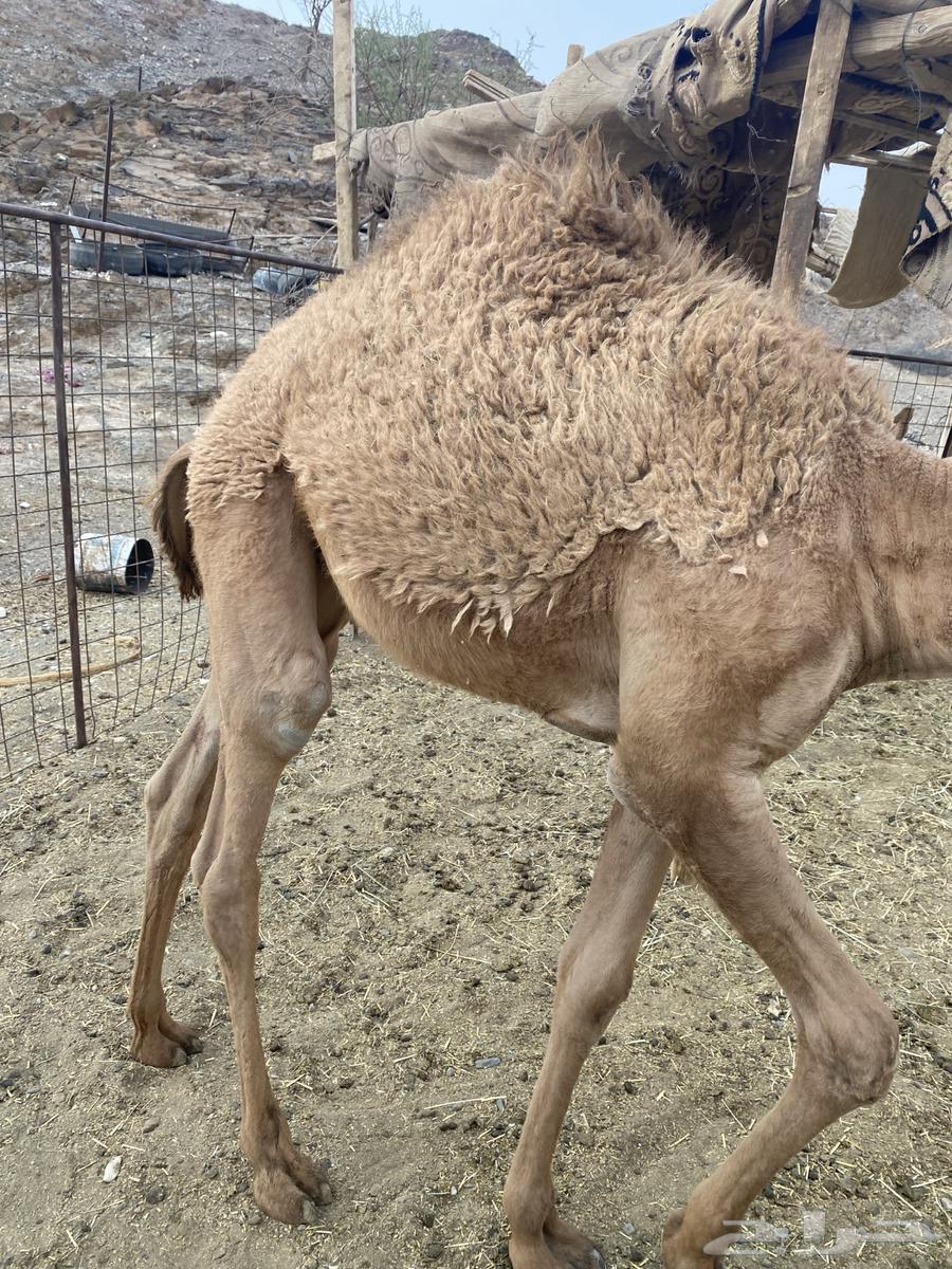 للبيع بكار64568252503681112