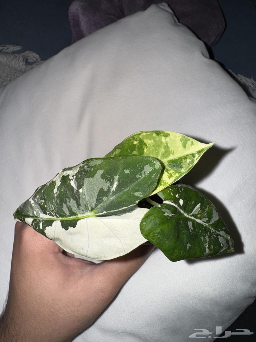 نبات الوكاسيا64565856391042111