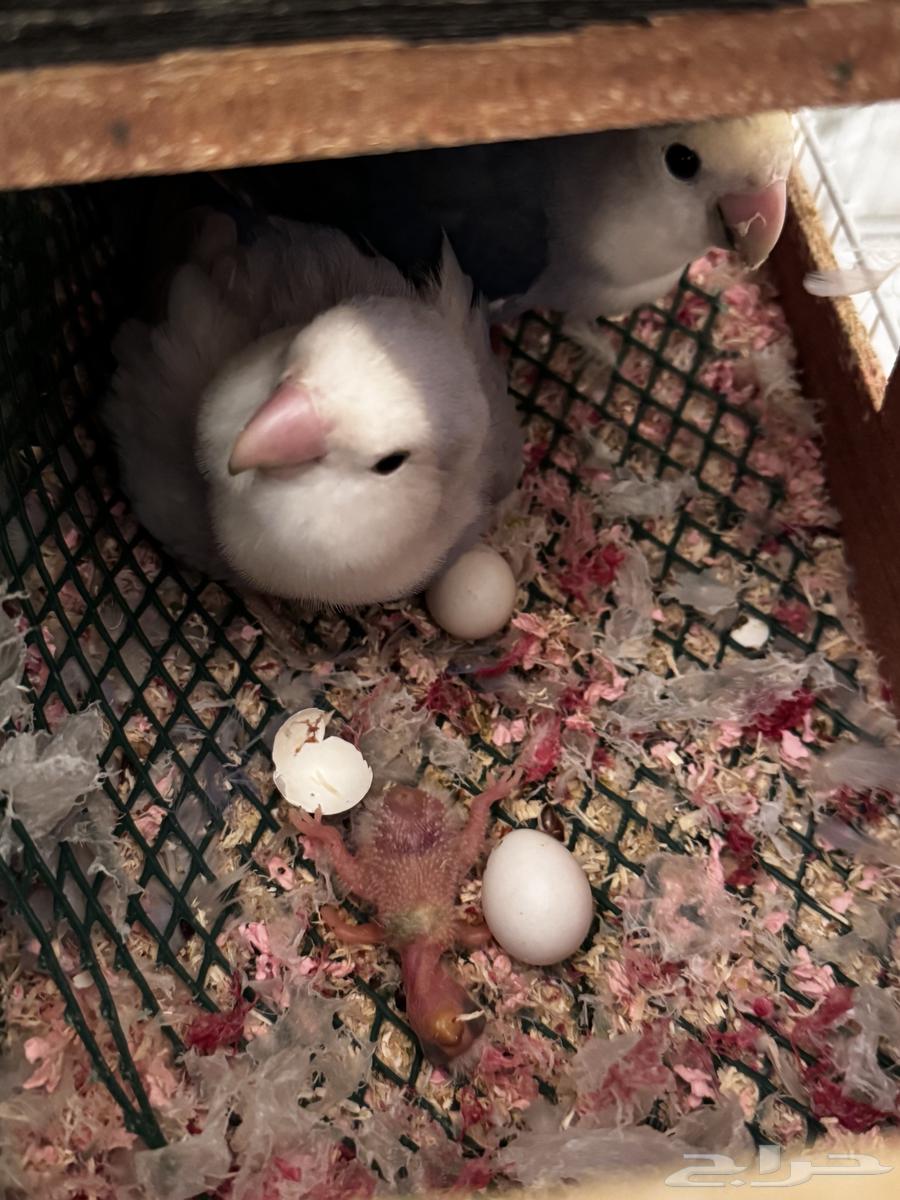 Productive Pair of the Day64566879546113110