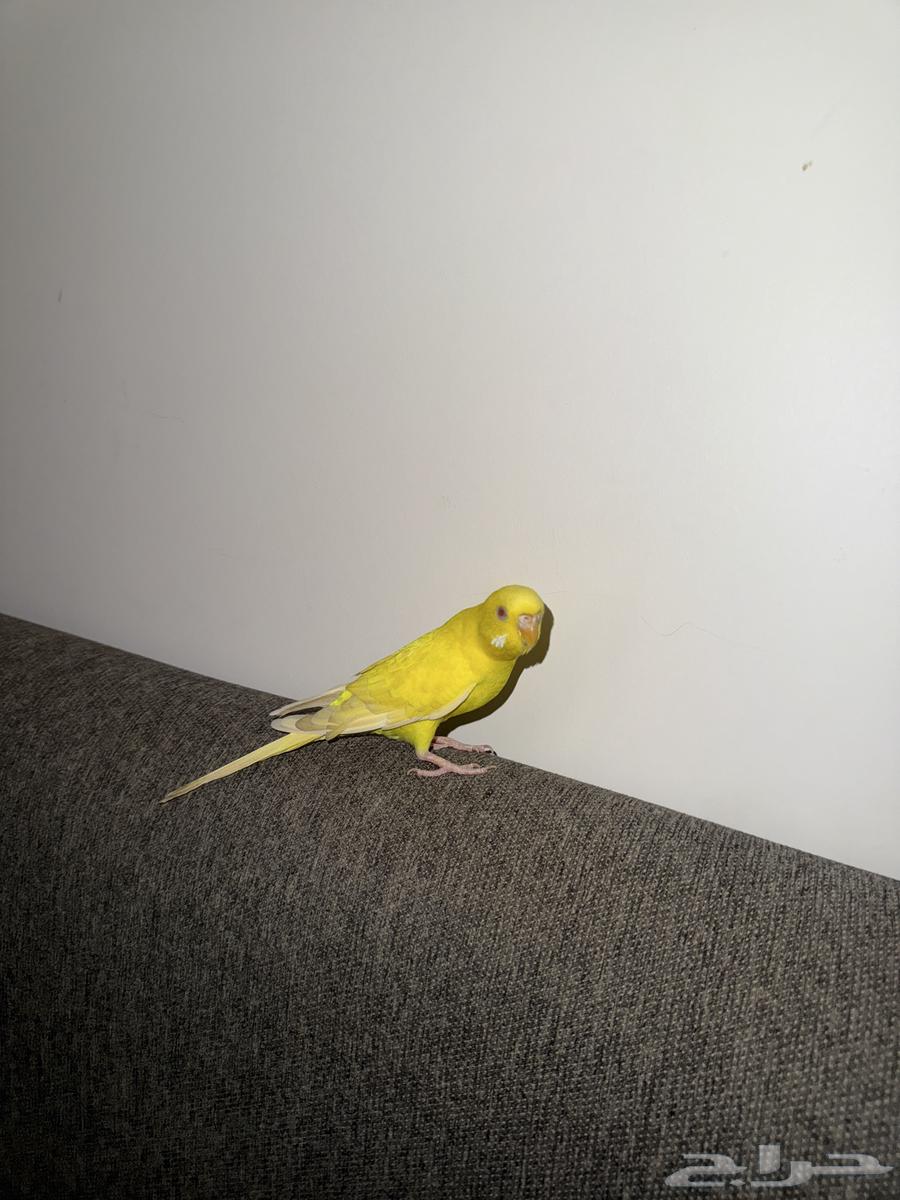 زوج بادجي64564379404289112