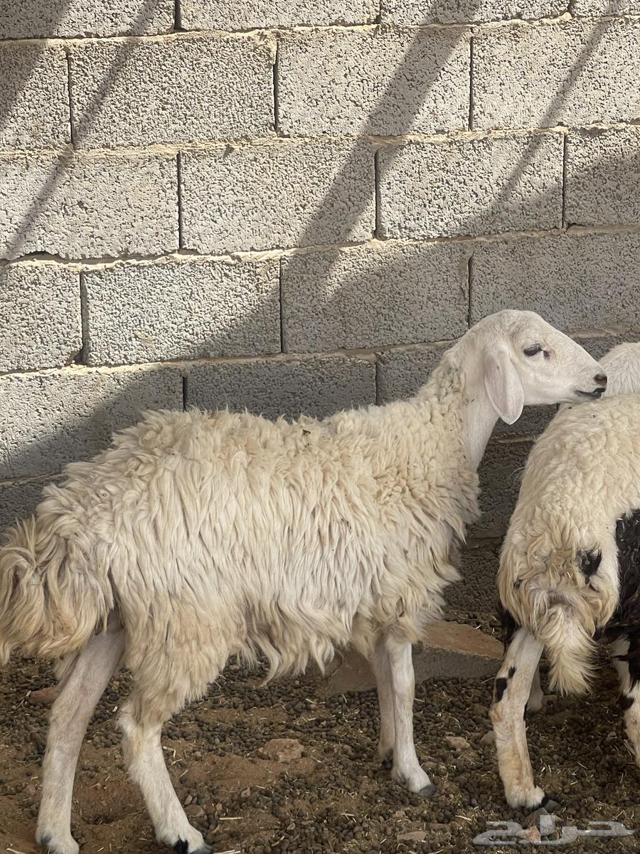 حرية متبع السن ثنيه بكر64564963724801110