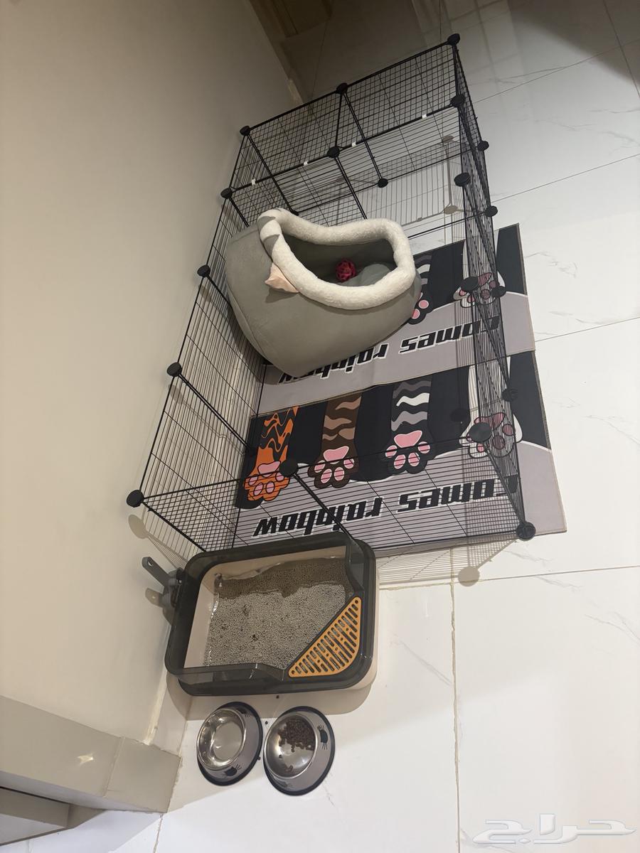 قطة للبيع لعوبه جميله64566893733506112