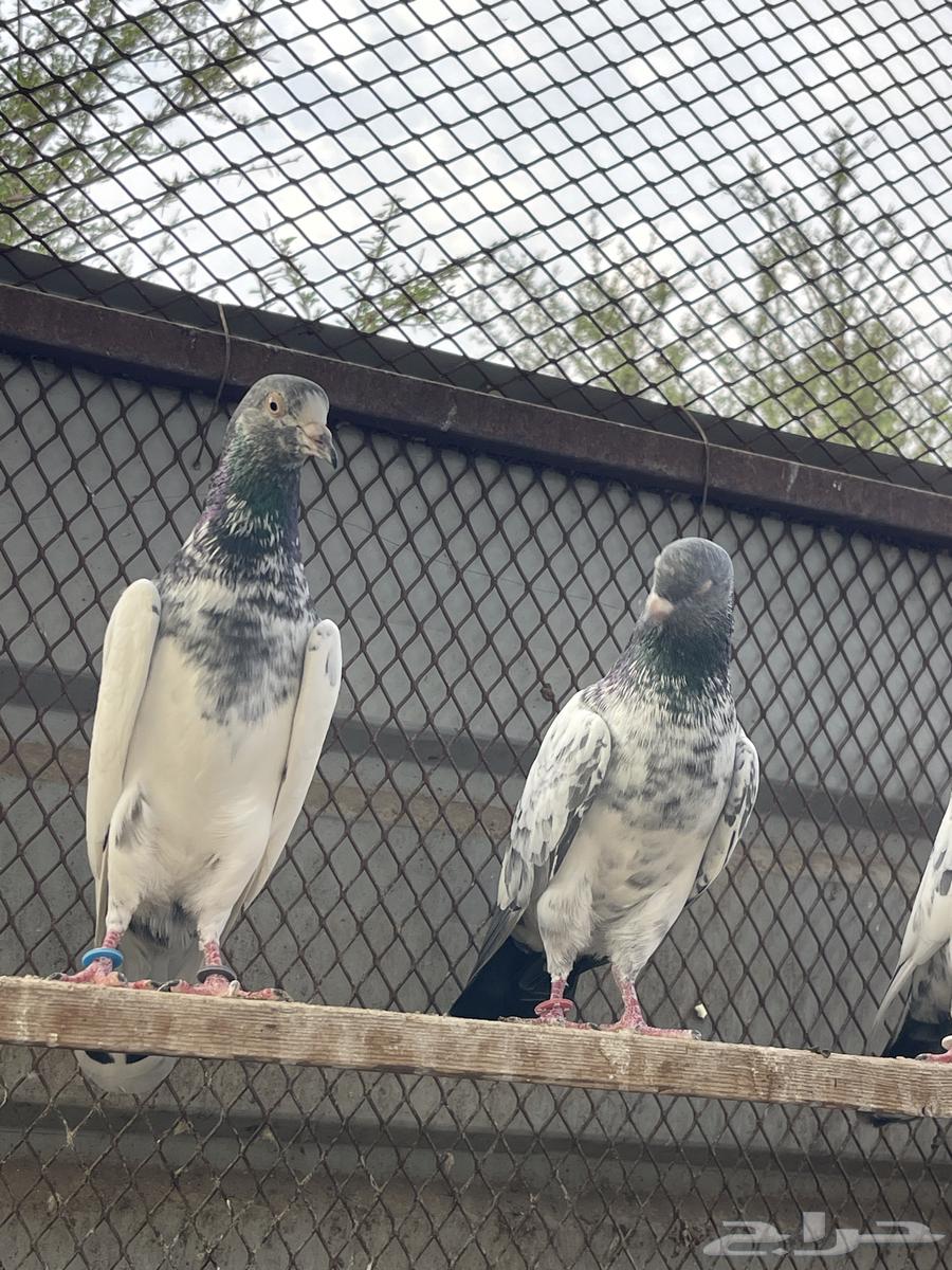 حمام باكستاني للبيع64568362131969114