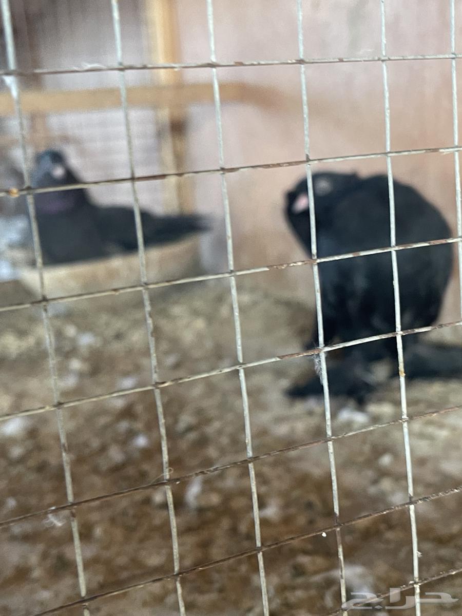 حمام جاوا انواع مختلفه64568467889154114