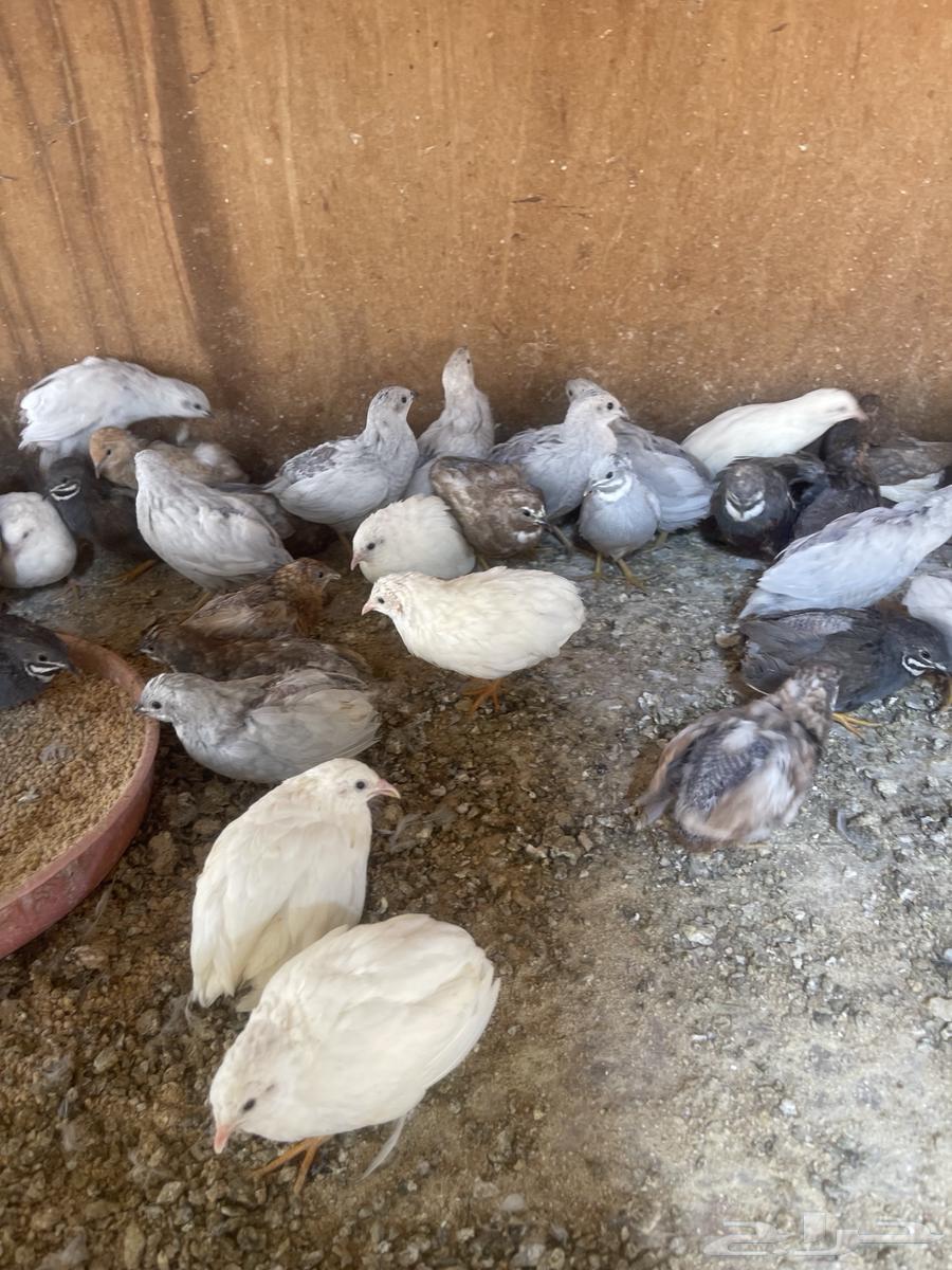 بيض مخصب سمان ملكي او صيني64566354845571110