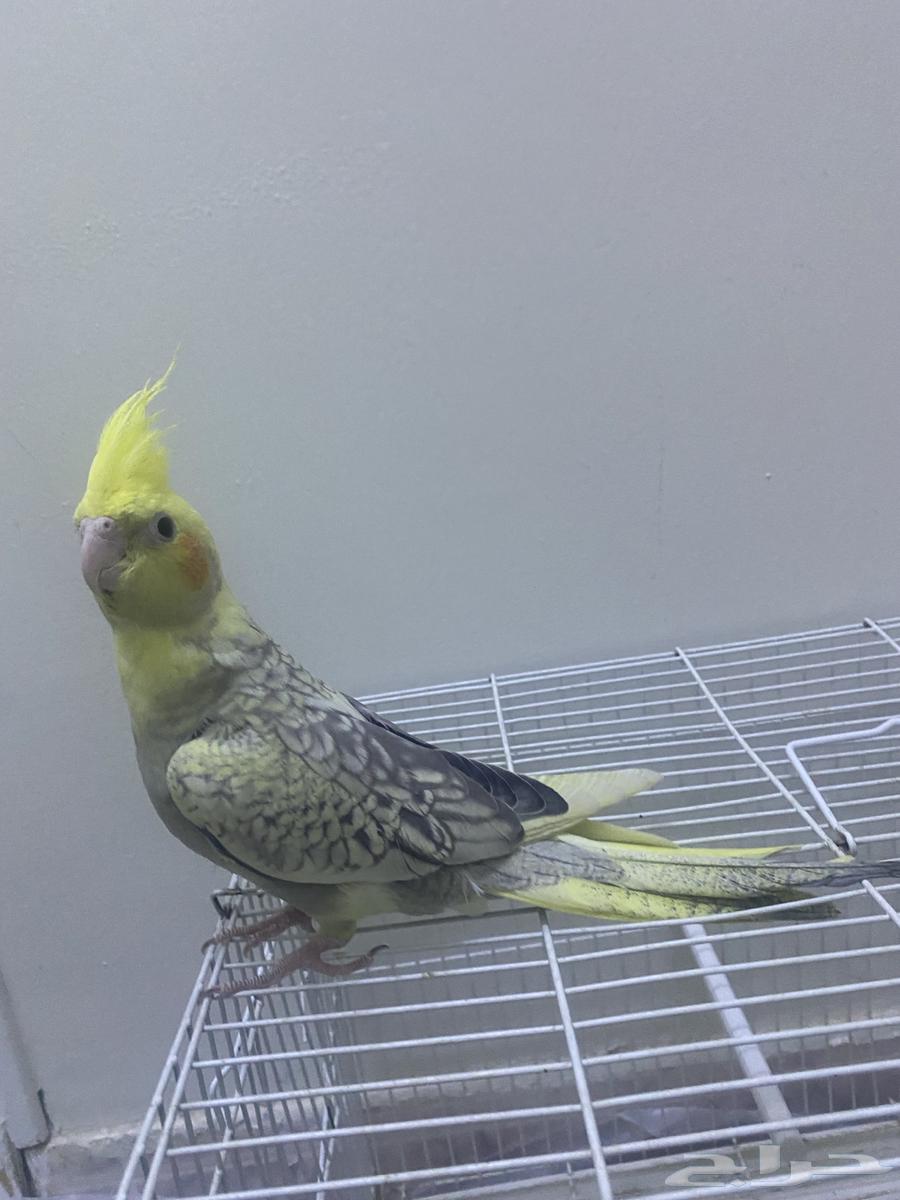 كروان للبيع64568797708035111