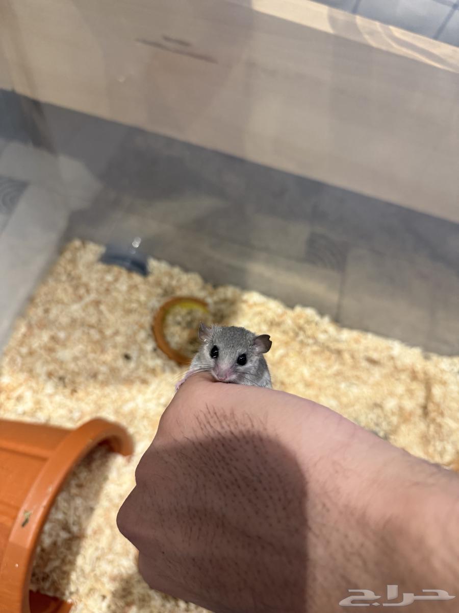 Dwarf squirrel pair for sale64565814704643112