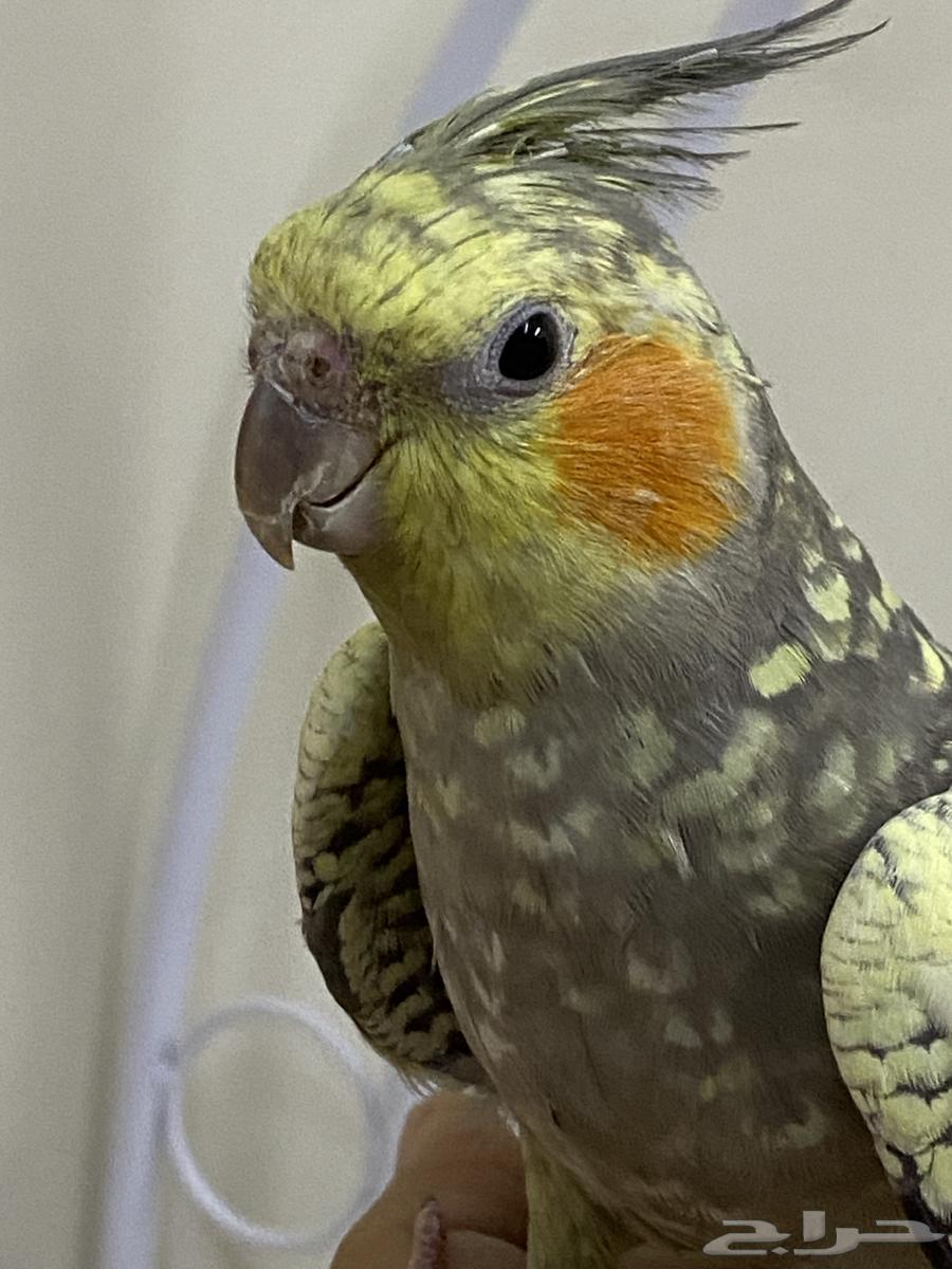 حيوانات بغبغاء كارون فراشة300 ريال64570669156994114