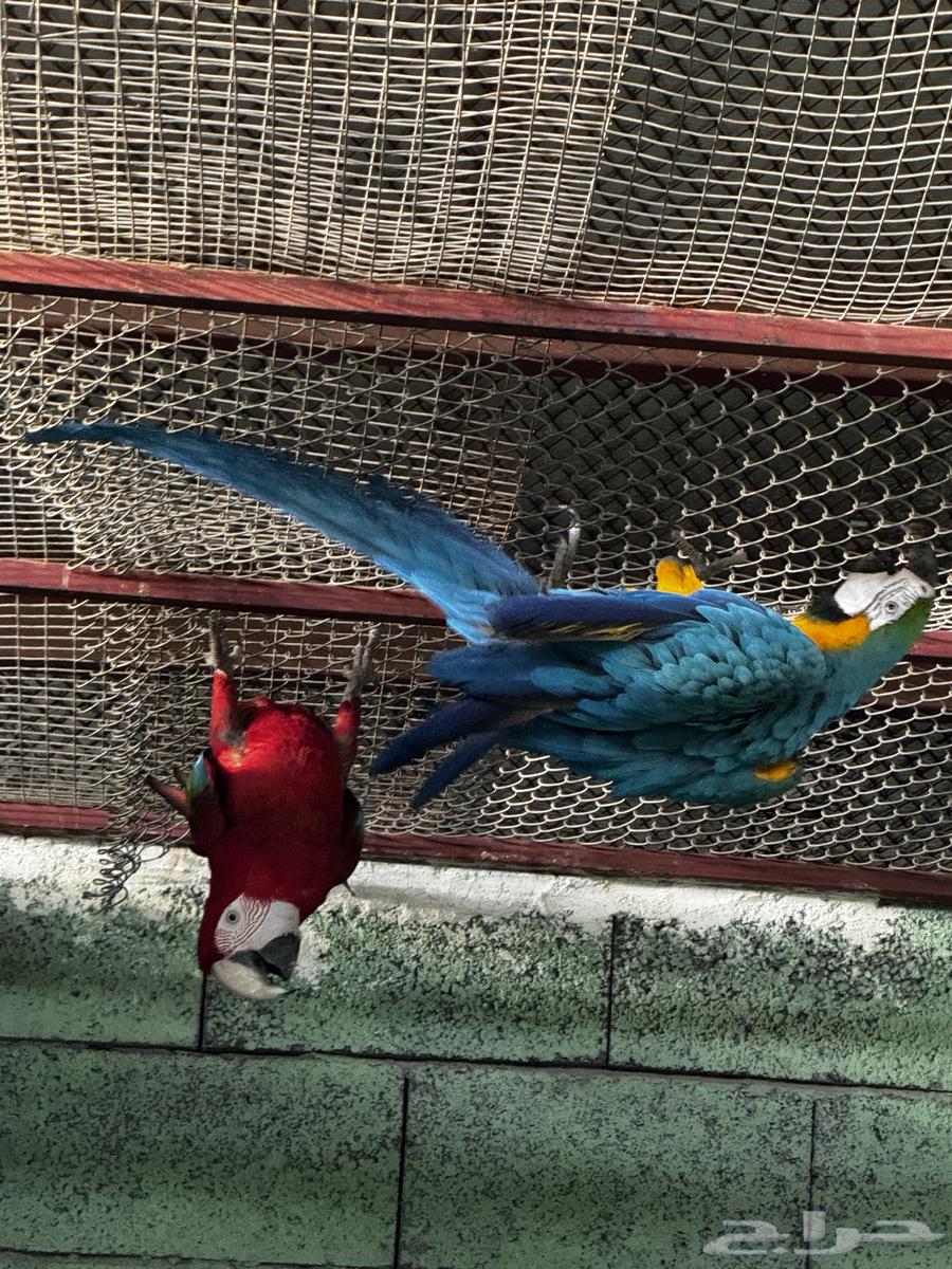 للبيع جوز مكاو قرين وينق وبلو اند قولد جاهز للانتاج64569562729473112