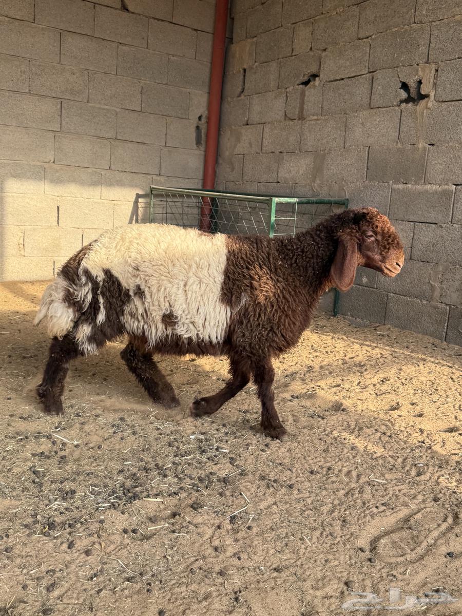 رخل نعيميه طيييبه64567808525441111